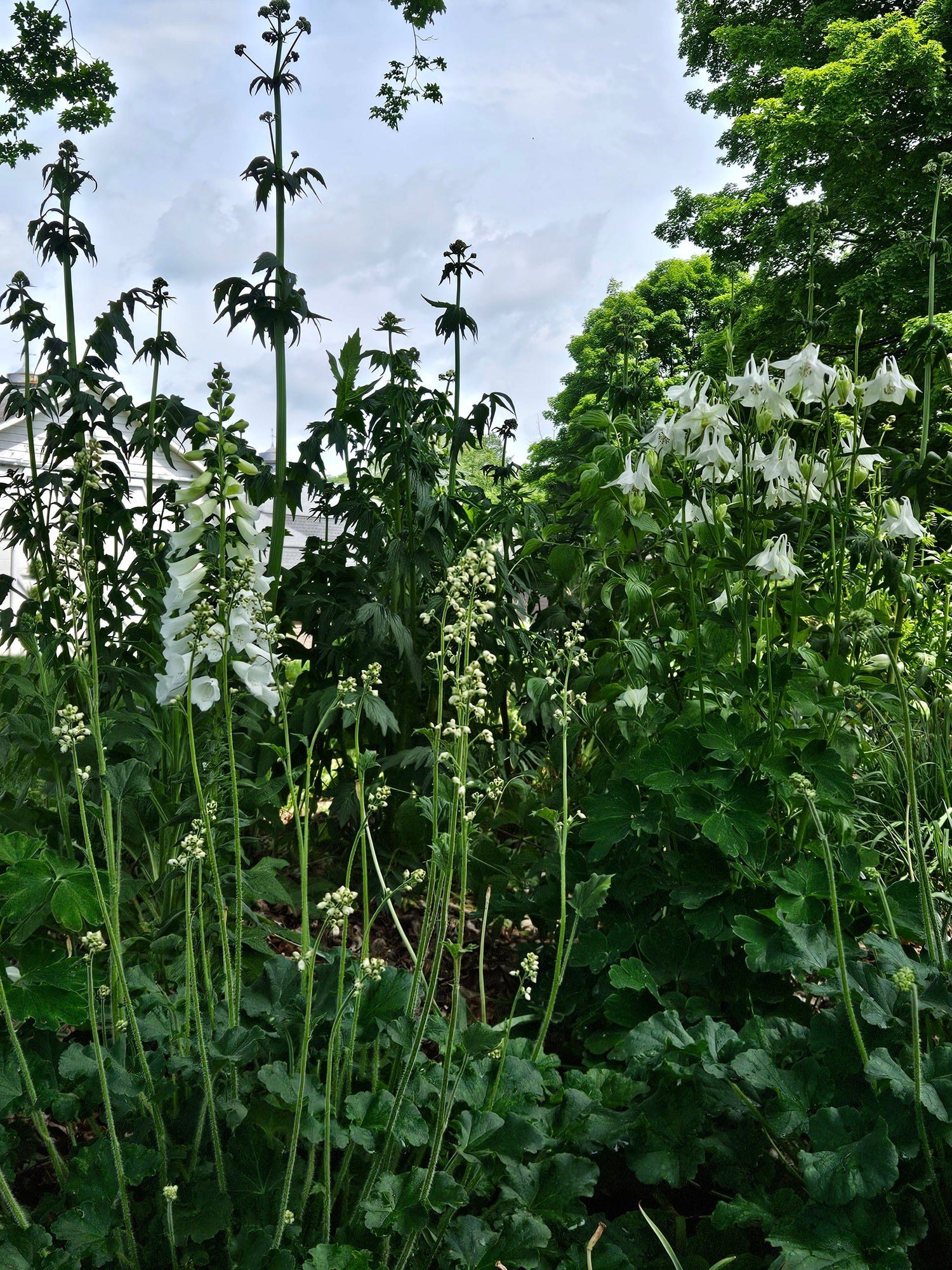 Digitalis purpurea alba (white foxglove) in garden with Heuchera cylindrica &