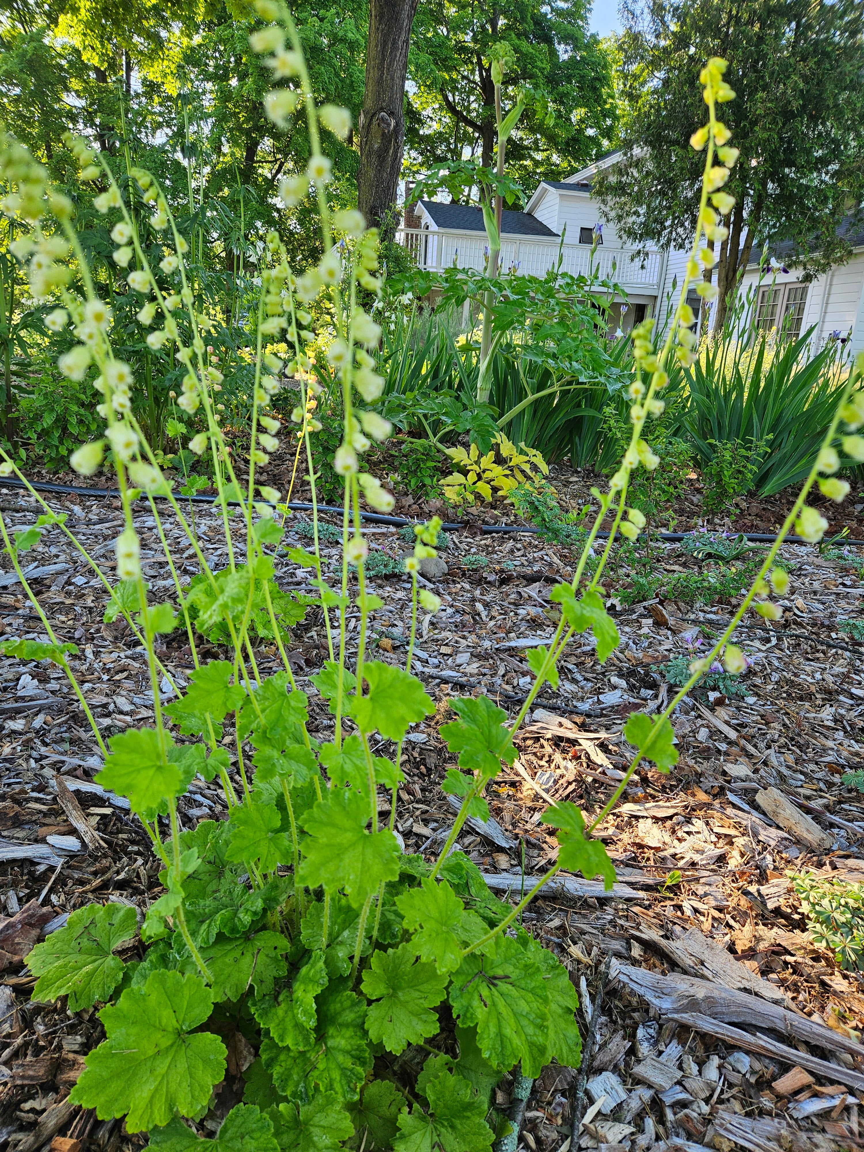 Tellima grandiflora (fringe cups) in the garden