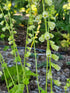 Tellima grandiflora (fringe cups) flowers