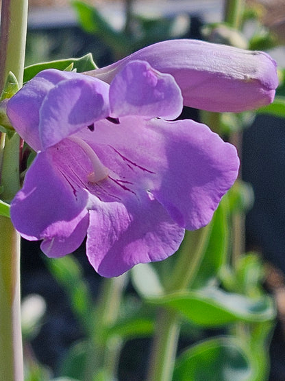 Penstemon grandiflorus