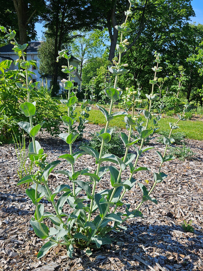 Penstemon grandiflorus