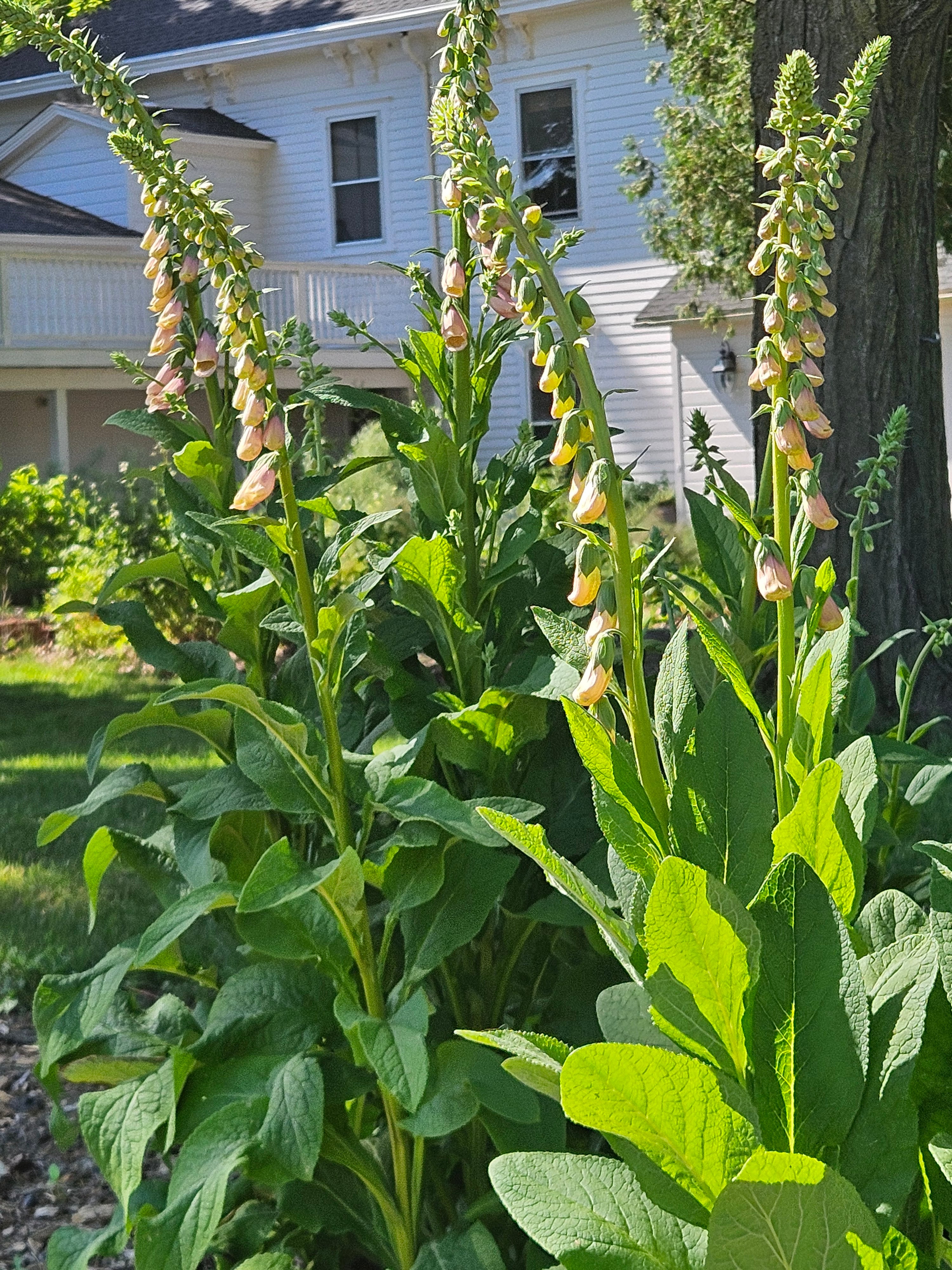 Digitalis purpurea &