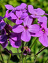 Hesperis matronalis (dame&