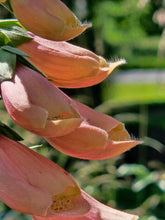 Digitalis purpurea &