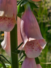 Digitalis purpurea &