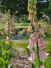 Digitalis purpurea &