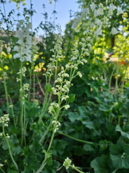 Heuchera cylindrica &