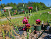 Dianthus pinifolius (pineleaf pink) flowers