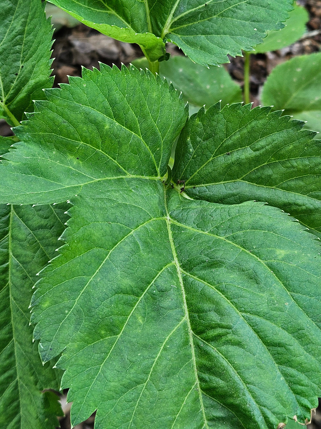 angelica gigas foliage