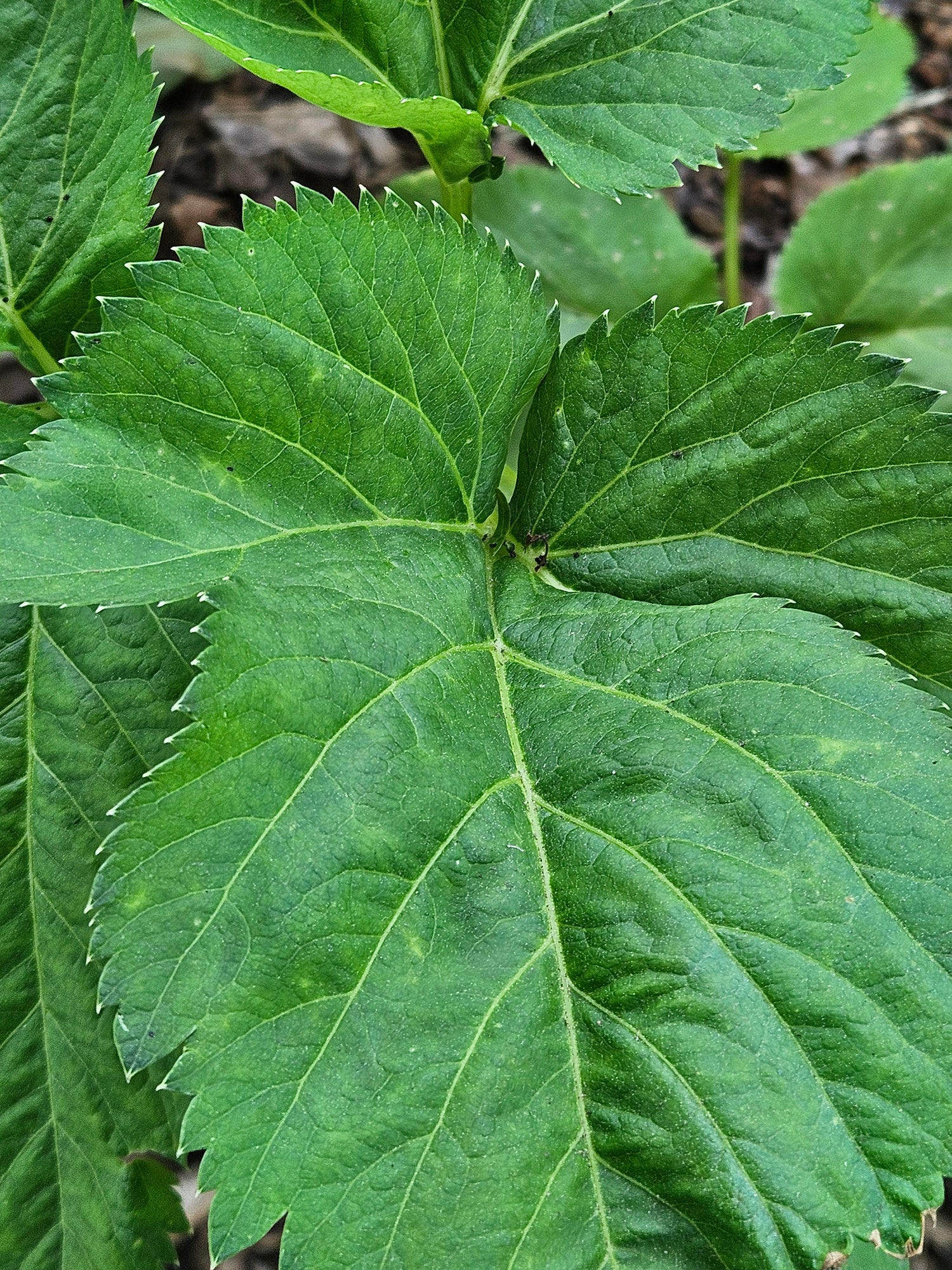 Angelica gigas