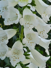 Digitalis purpurea alba (white foxglove) blooms