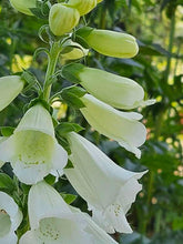 Digitalis purpurea alba (white foxglove) buds and blooms