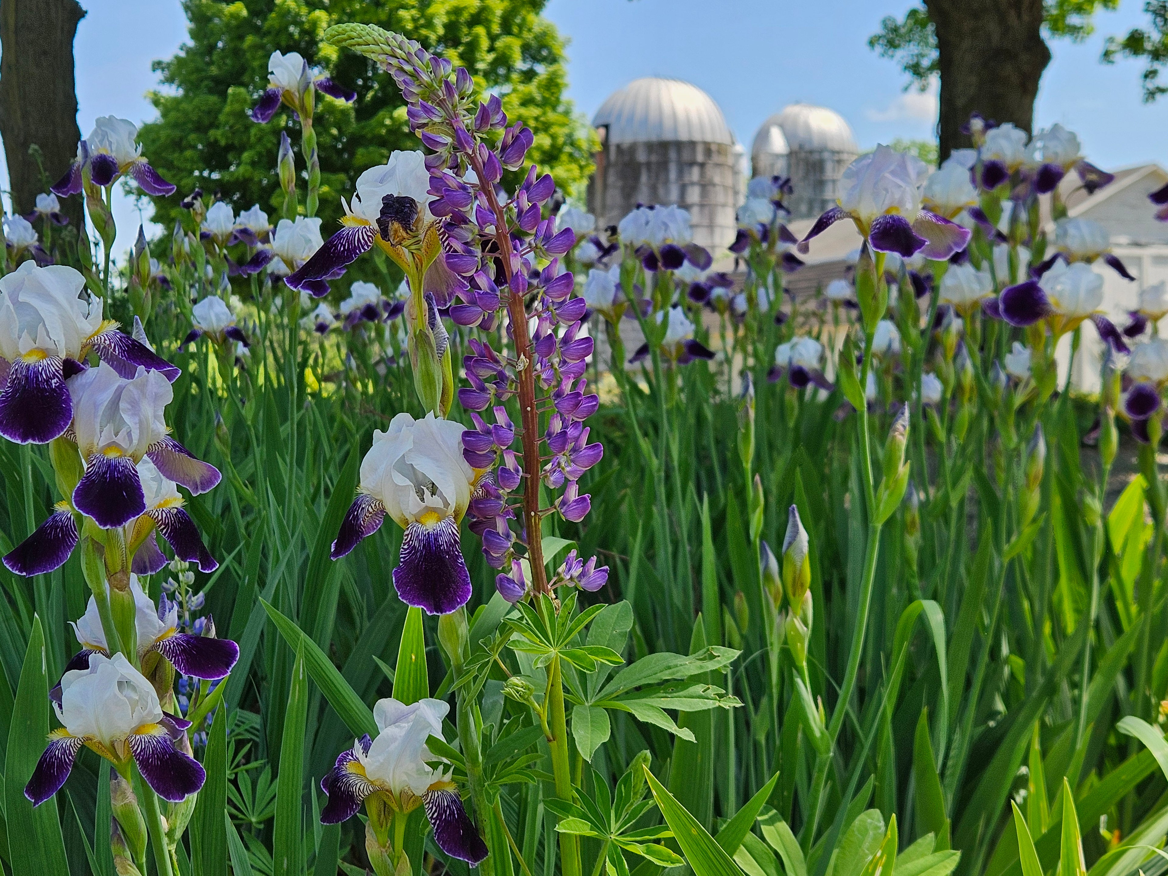 lupine and iris blooming at the old dairy nursery