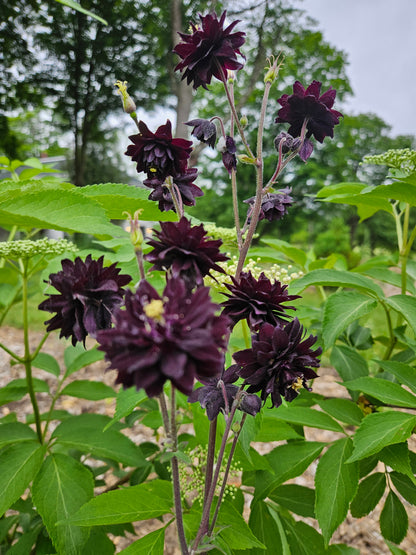 Aquilegia vulgaris var. stellata plena 'Black Barlow'