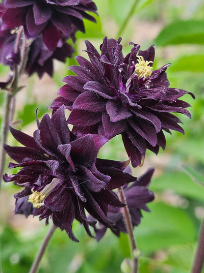 Aquilegia vulgaris var. stellata plena 'Black Barlow'