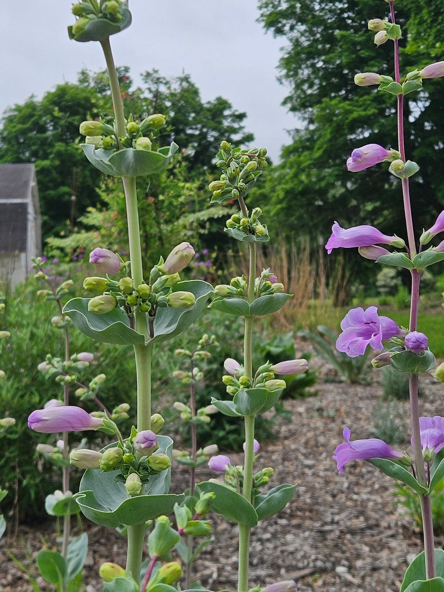 Penstemon grandiflorus