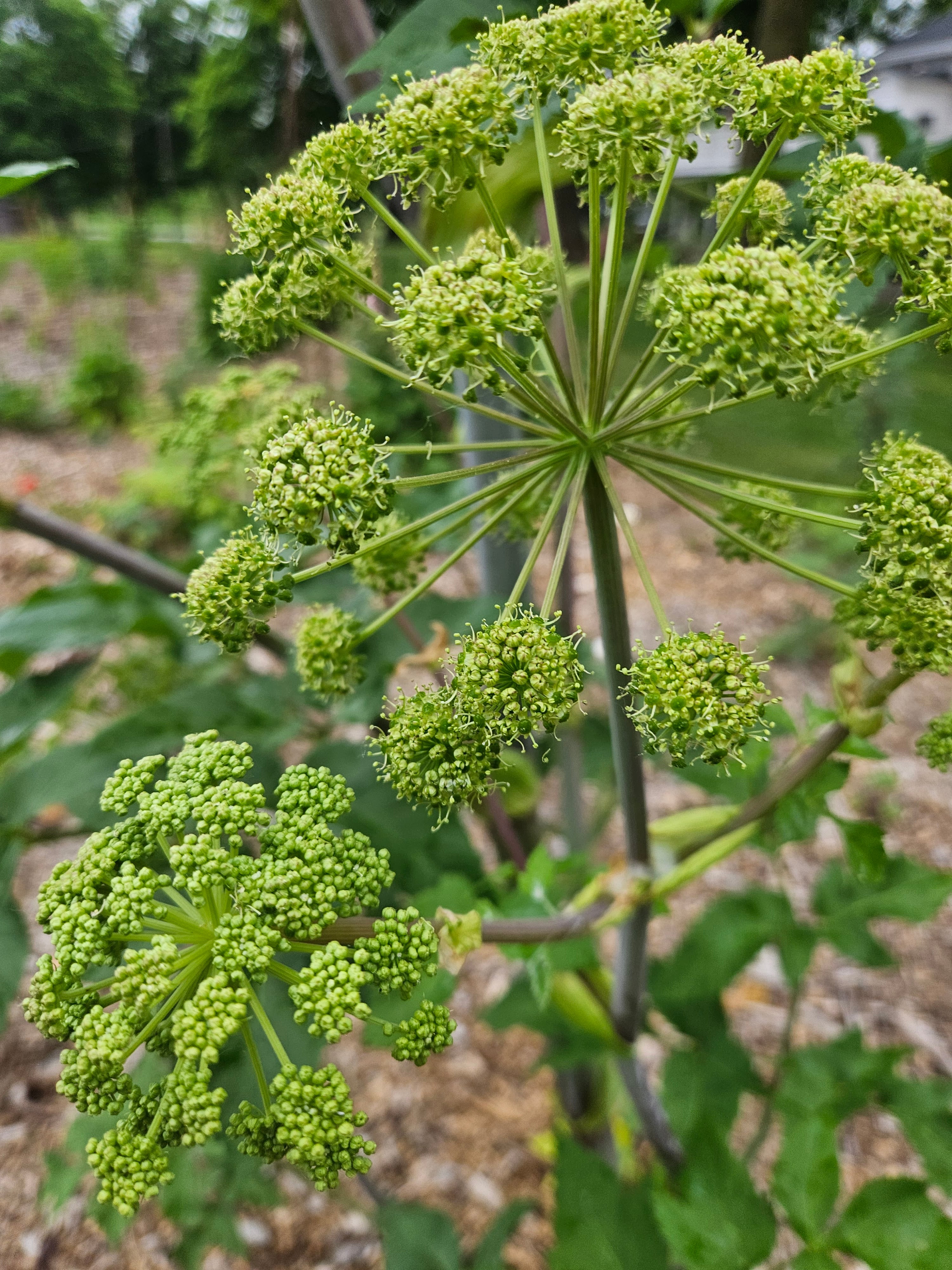 Angelica archagelica