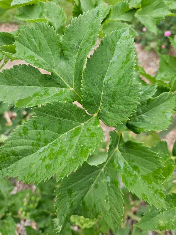 Angelica archagelica