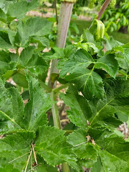 Angelica archagelica