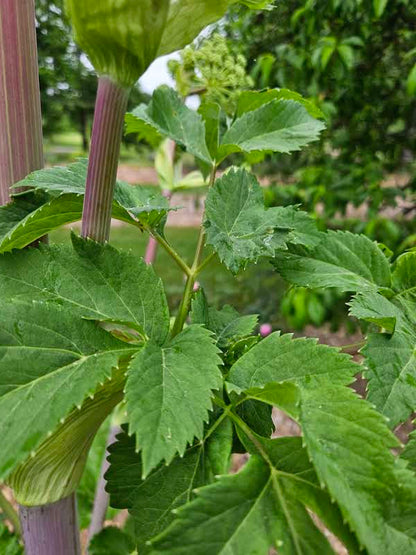 Angelica archagelica