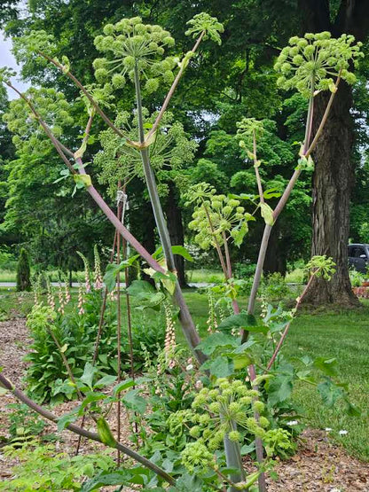 Angelica archangelica in bloom at The Old Dairy Nursery in early June