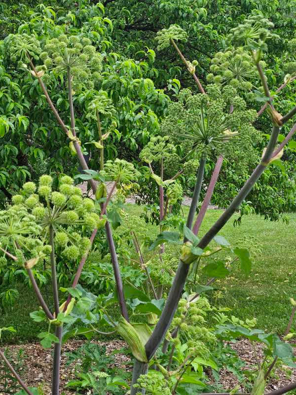 Angelica archangelica | garden angelica