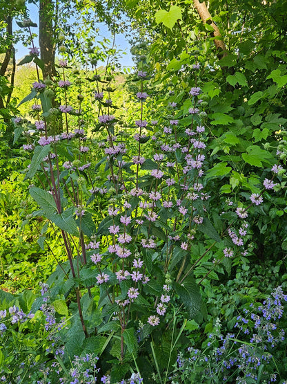 Phlomoides tuberosa