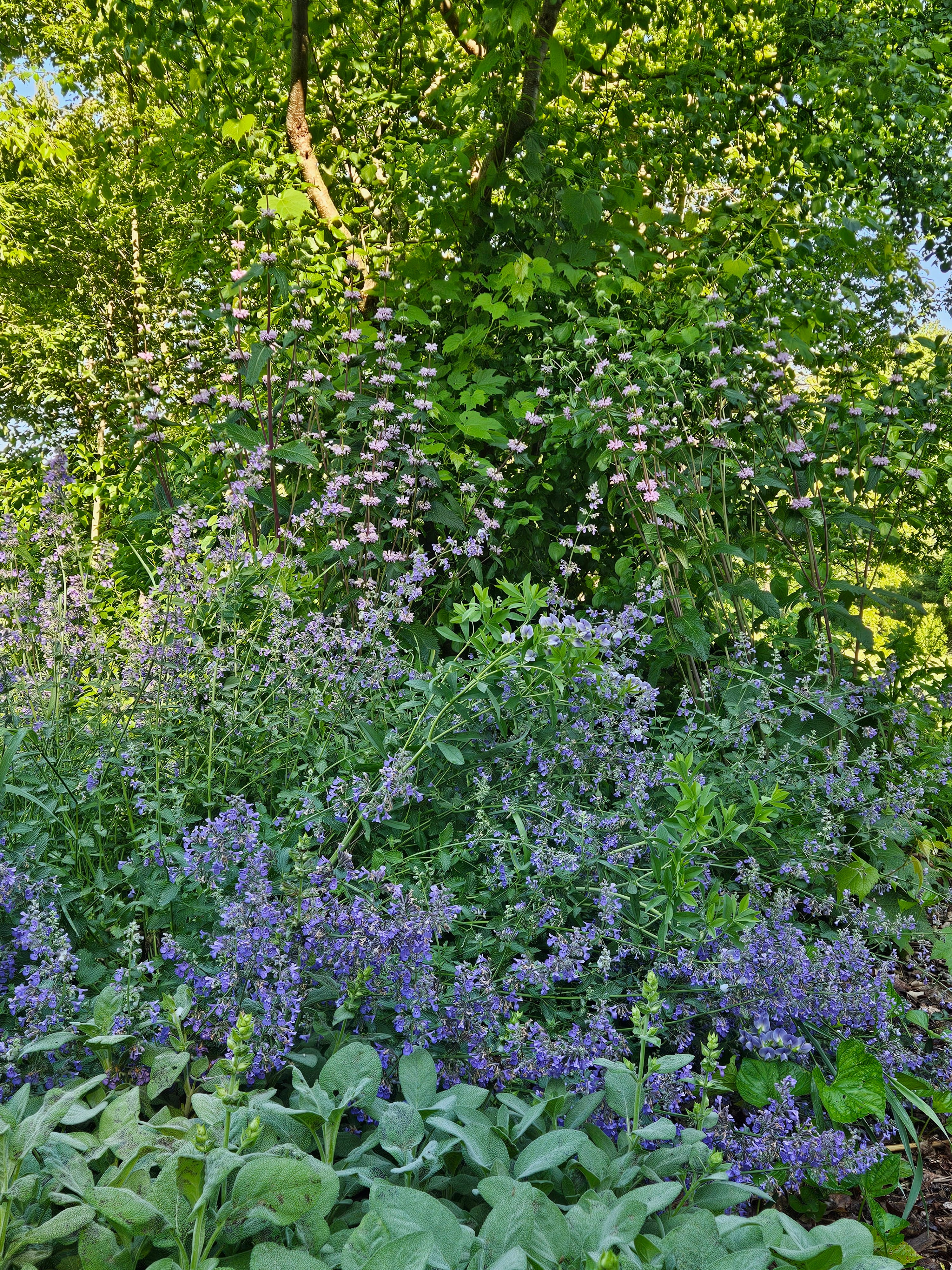 Phlomoides tuberosa