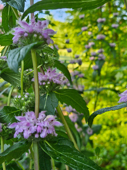 Phlomoides tuberosa