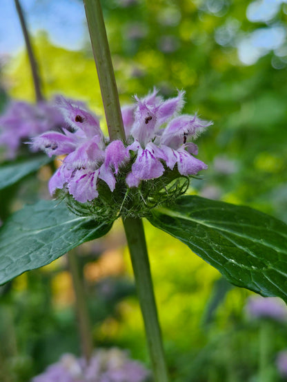 Phlomoides tuberosa