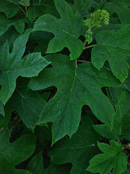 Hydrangea quercifolia 'Ruby Slippers' (oakleaf hydrangea) foliage