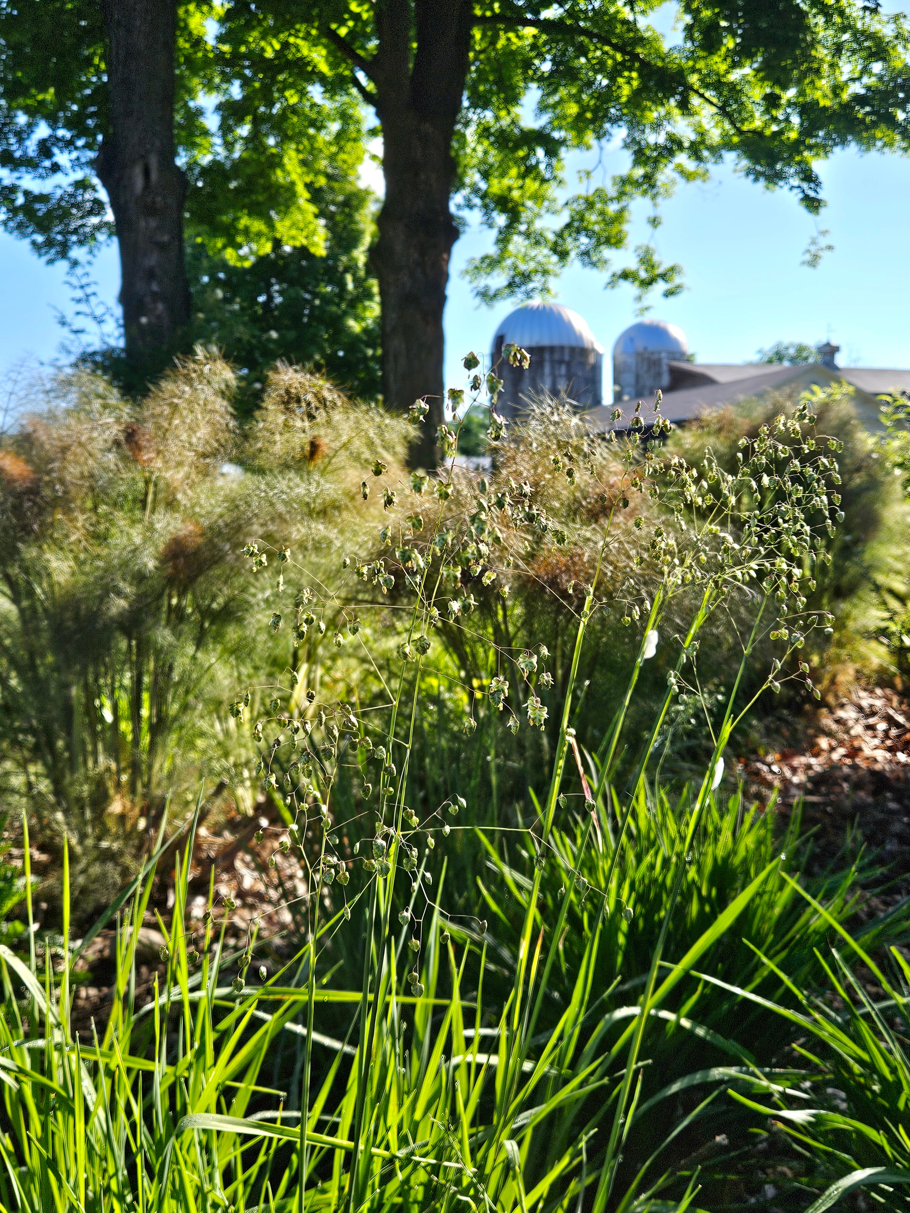 Foeniculum vulgare &