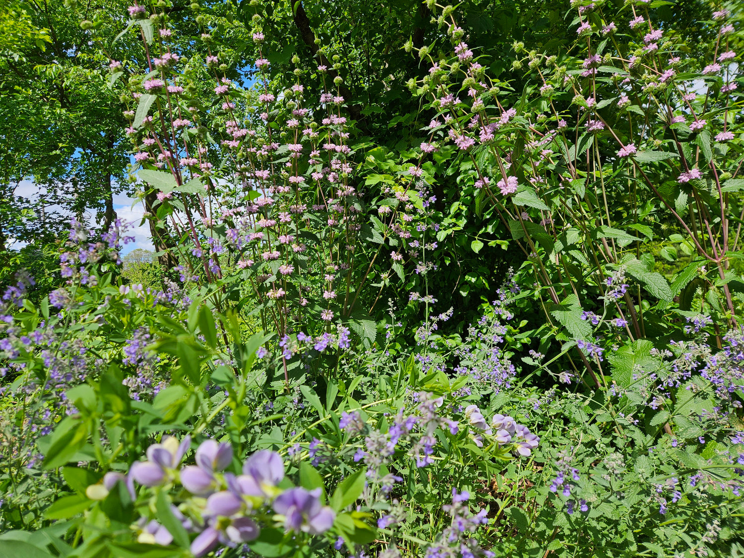 Phlomoides tuberosa