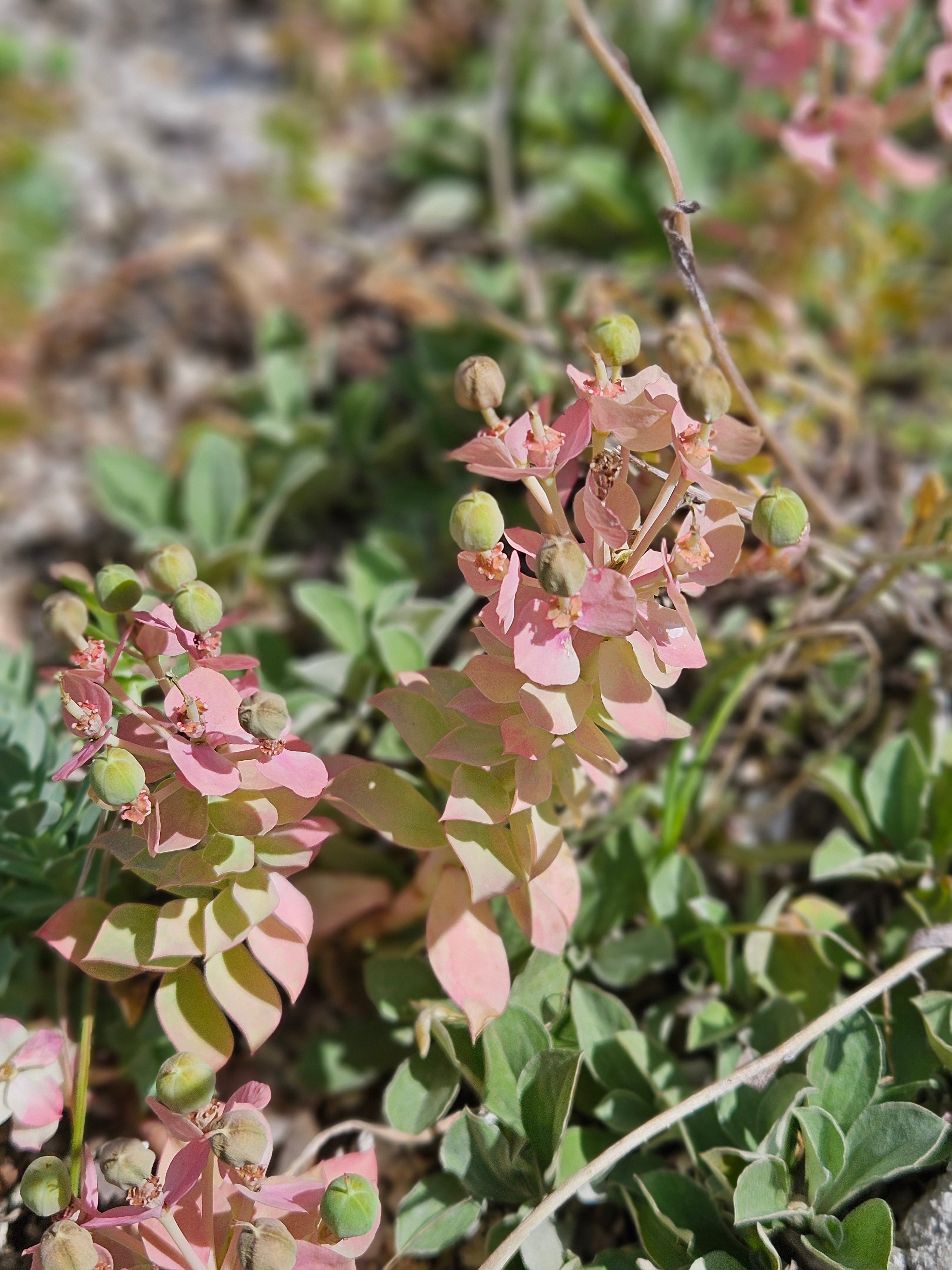 Euphorbia myrsinites (myrtle spurge) June seedheads