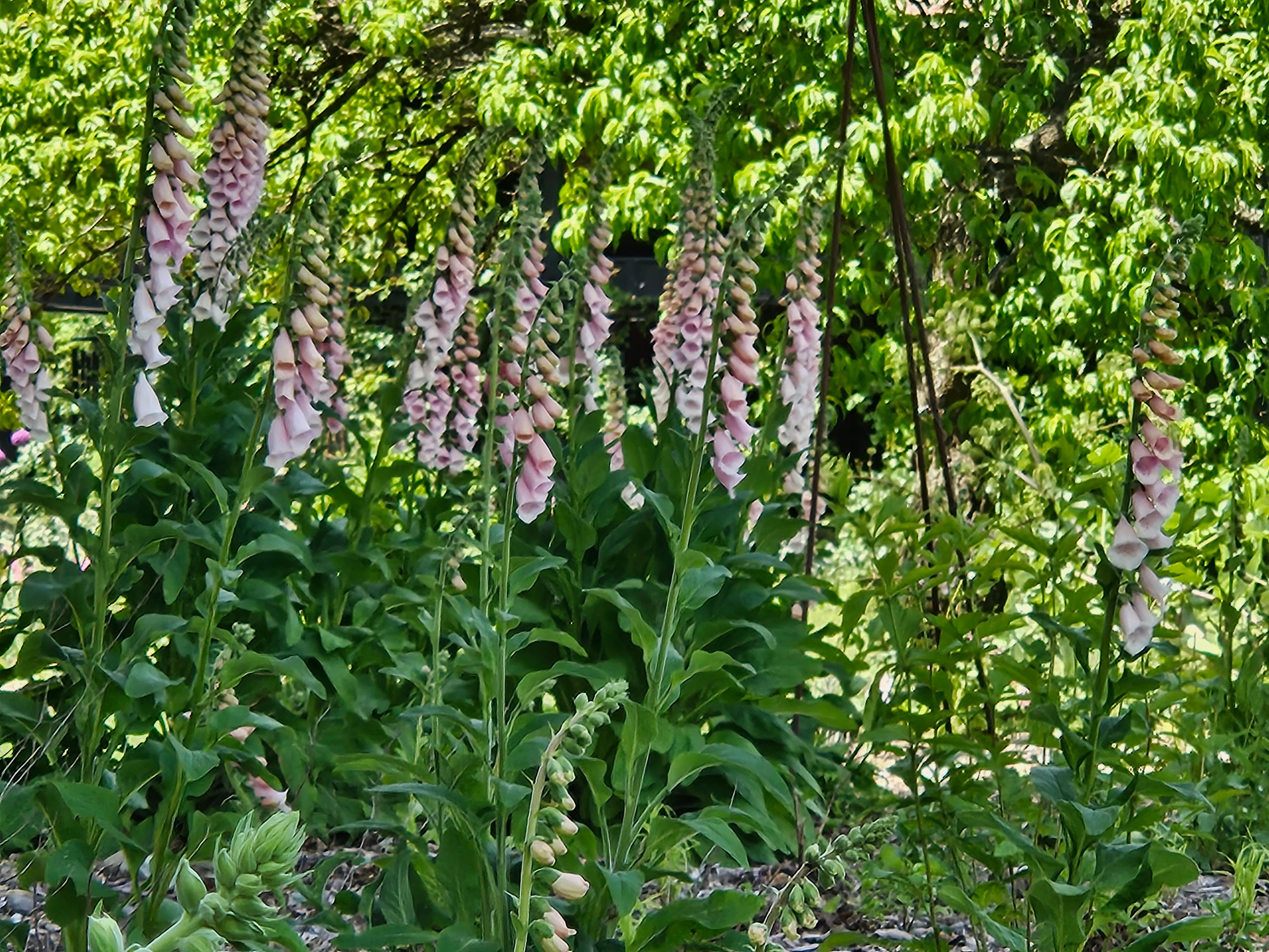 Digitalis purpurea 'Apricot' (apricot foxglove) blooming in garden