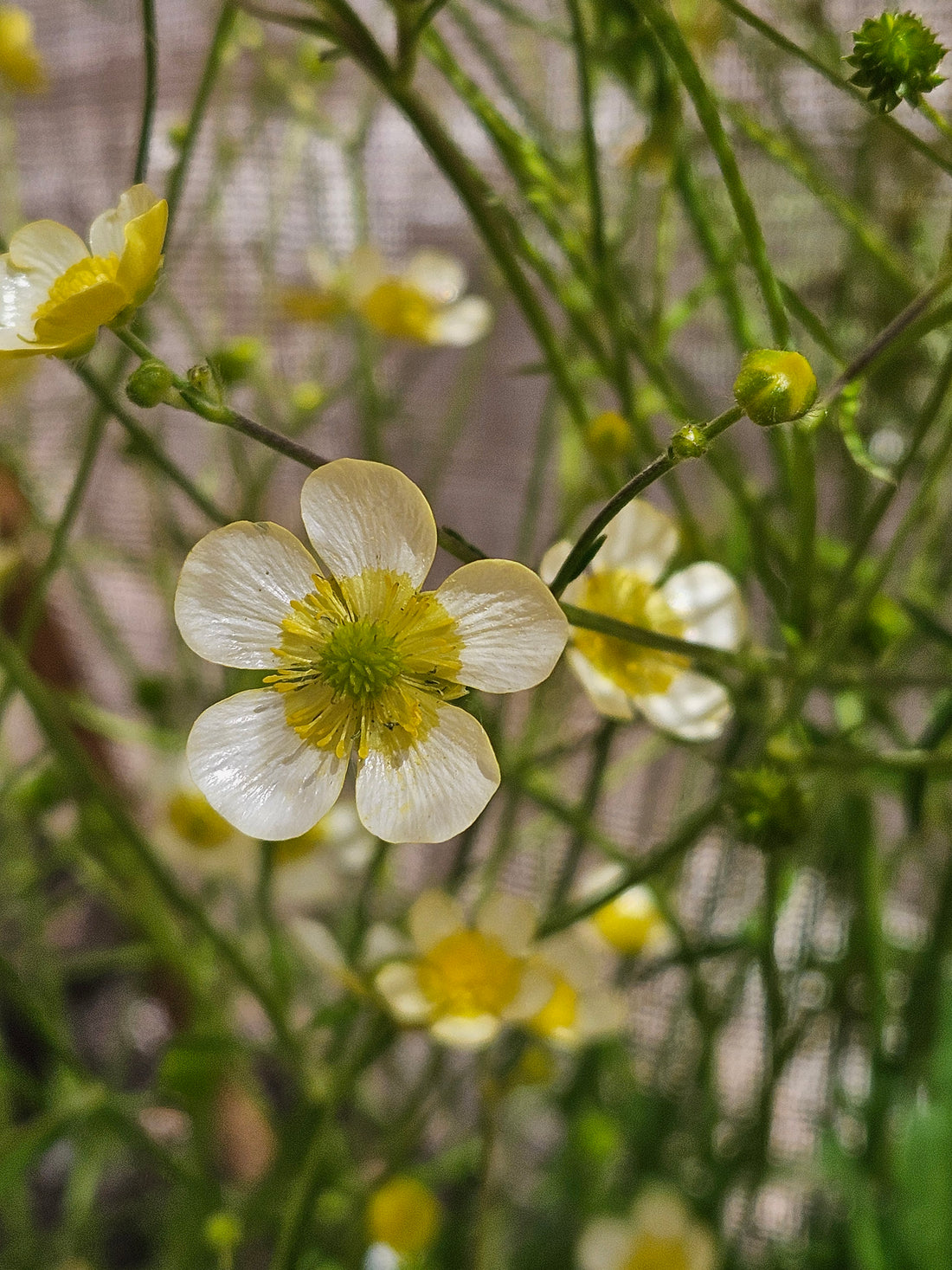 Ranunculus acris f. citrinus (buttercup) flower