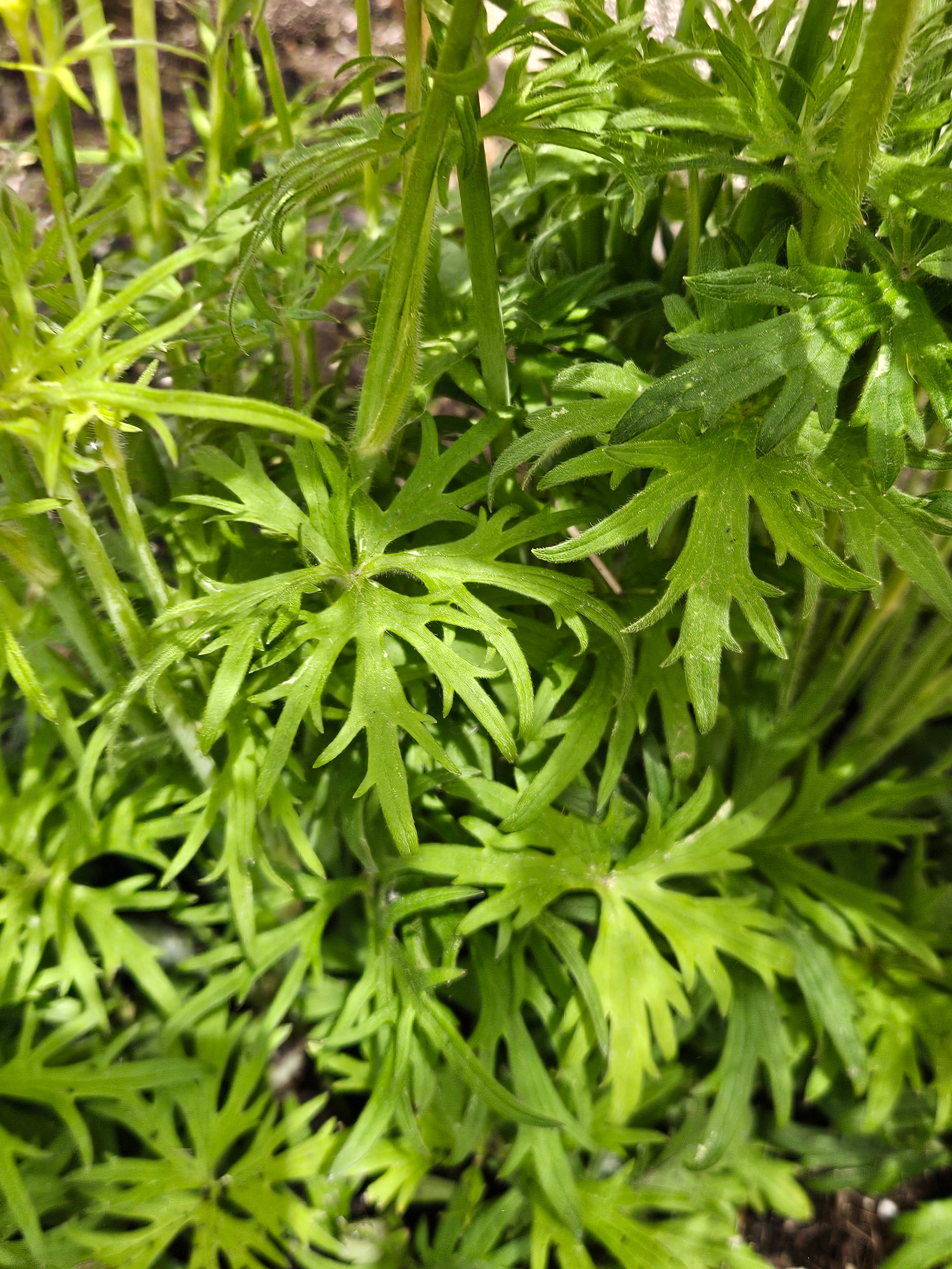 Ranunculus acris f. citrinus (buttercup) foliage