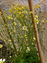 Ranunculus acris f. citrinus (buttercup) full form