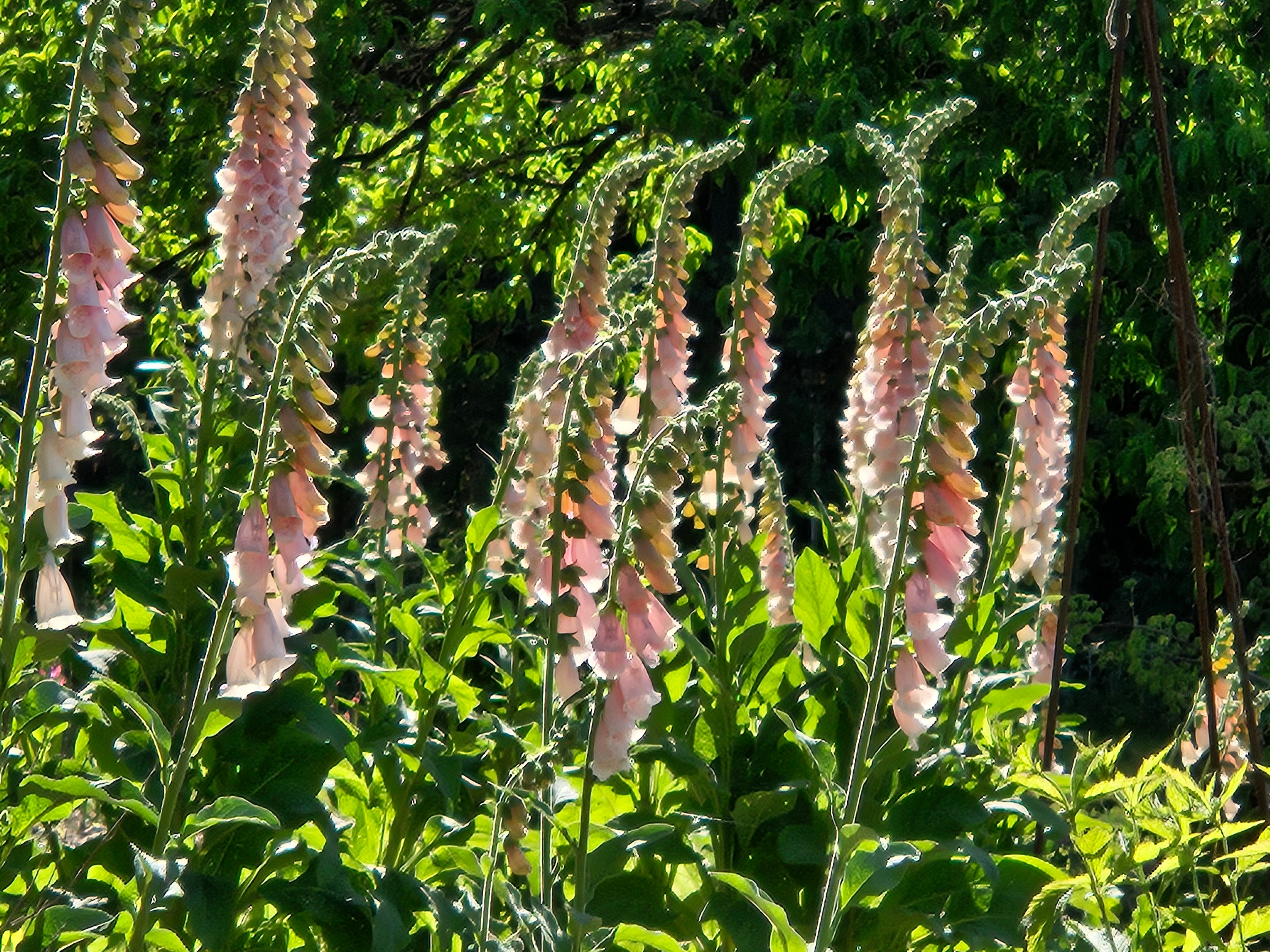 Digitalis purpurea apricot in bloom