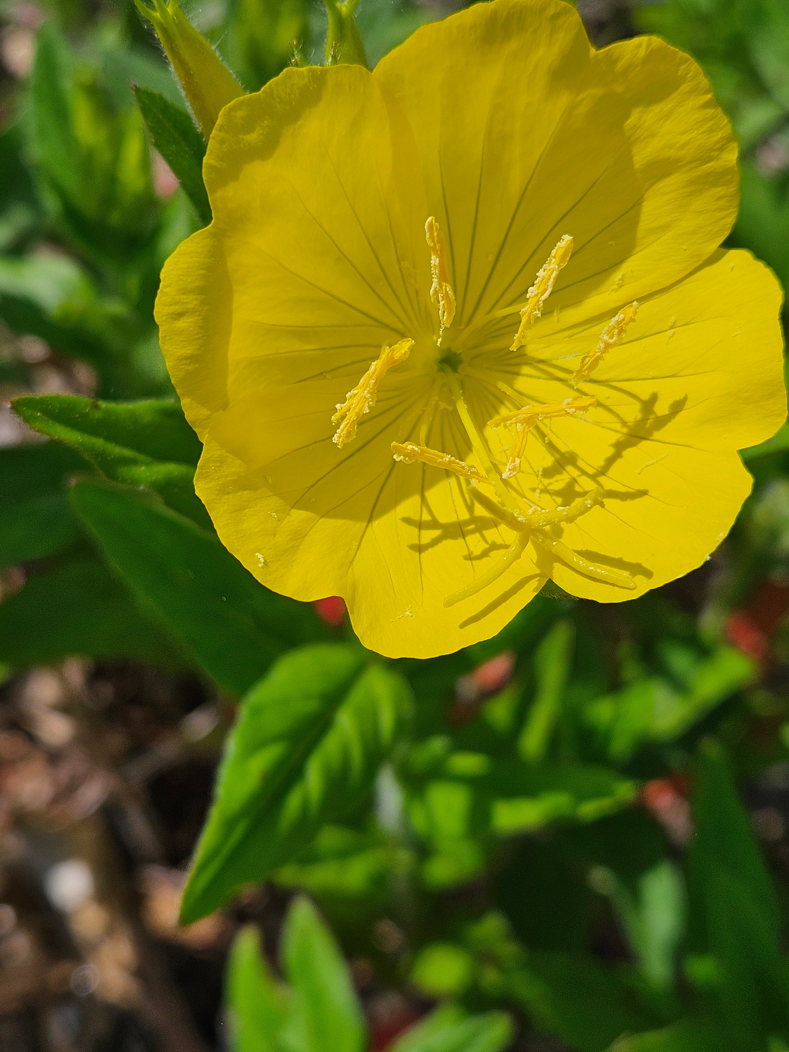 Oenothera pilosella