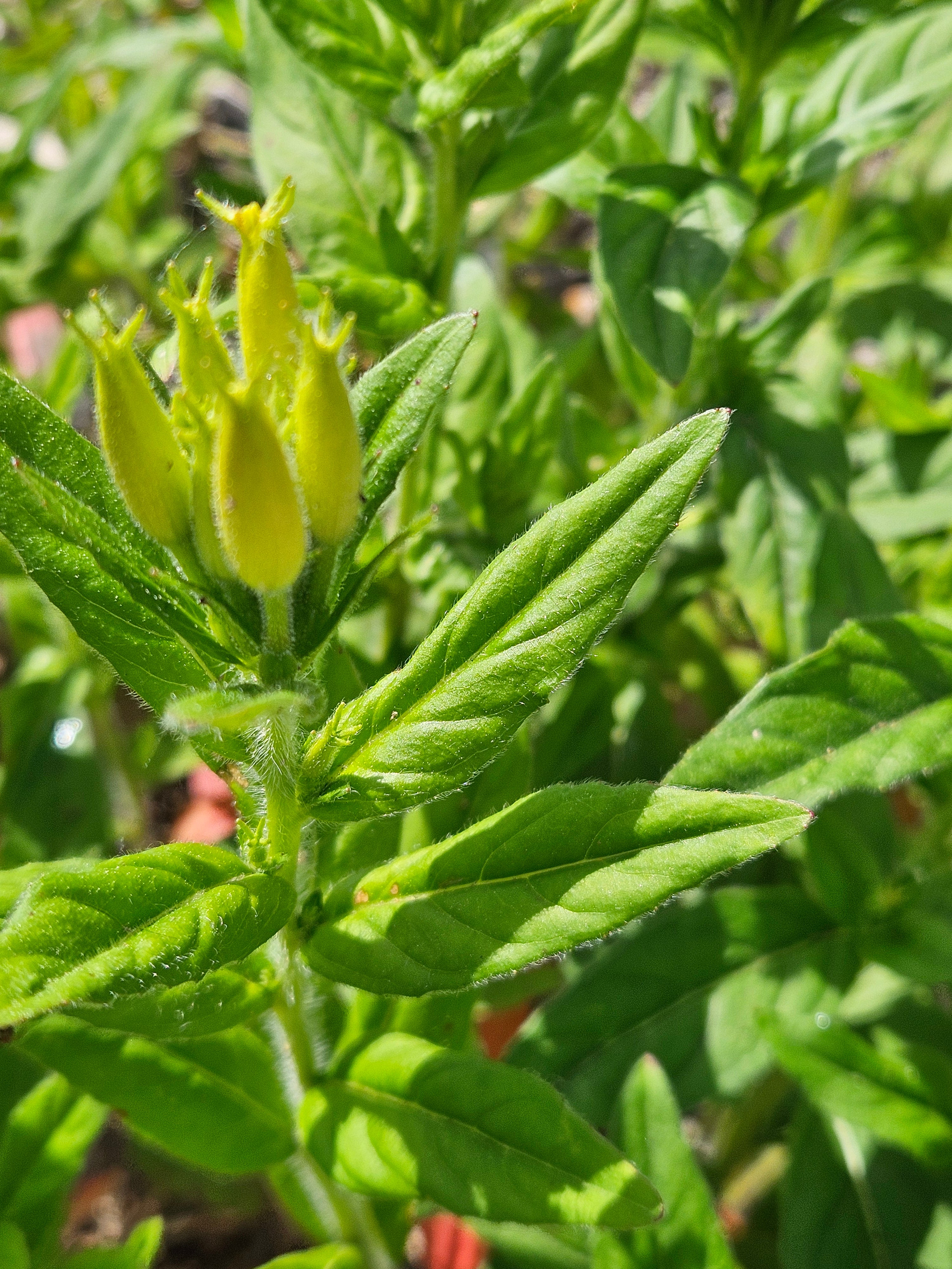 Oenothera pilosella