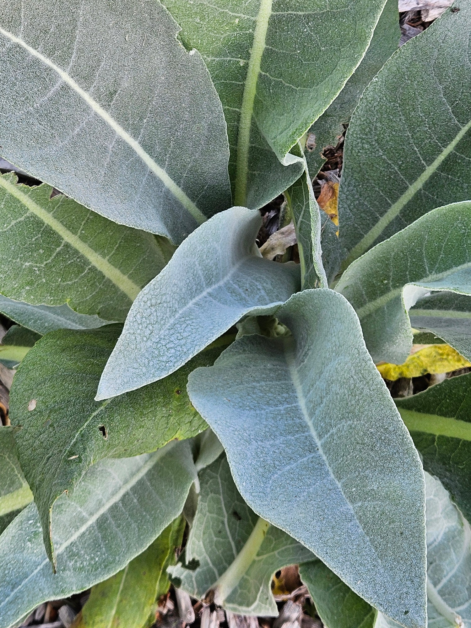 Verbascum bombyciferum &