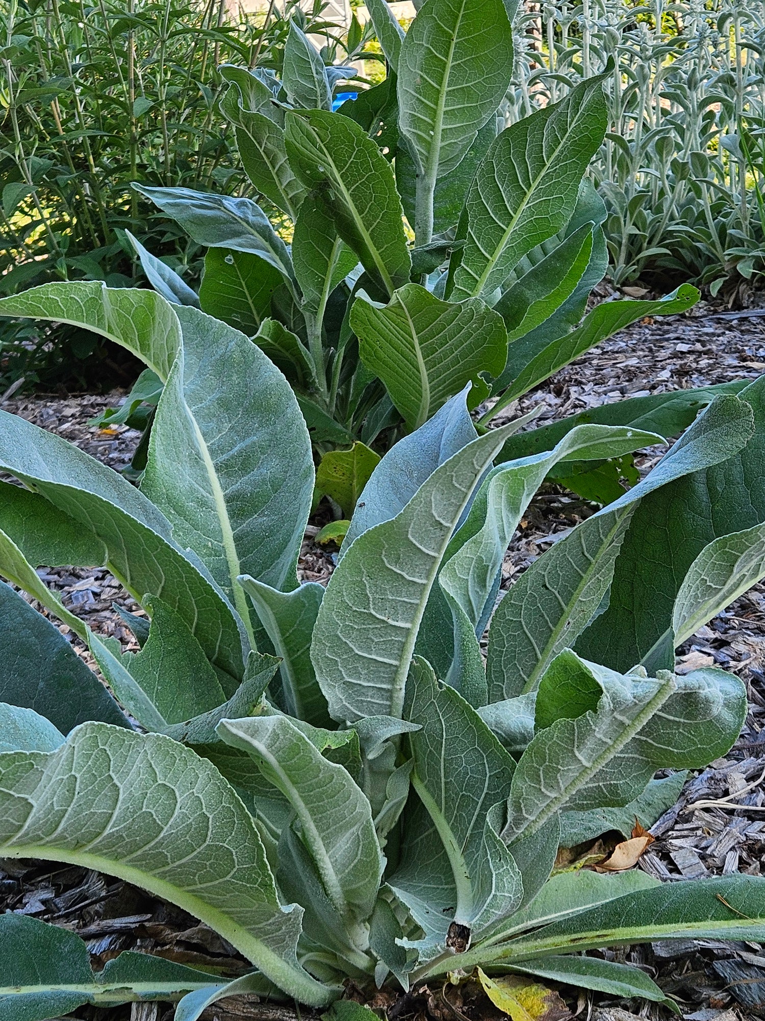 Verbascum bombyciferum &