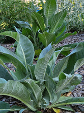 Verbascum bombyciferum &