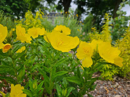 Oenothera pilosella