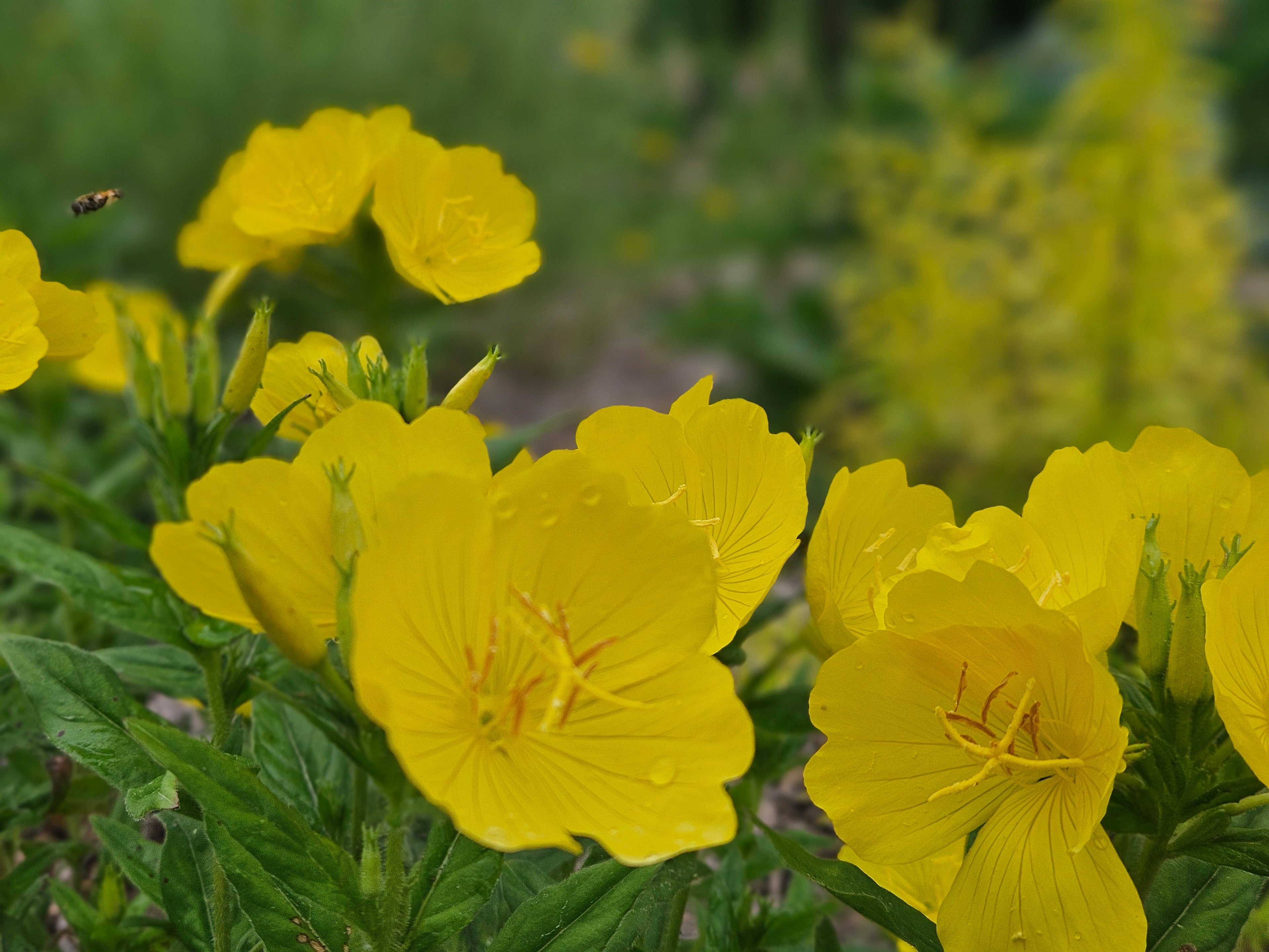 Oenothera pilosella