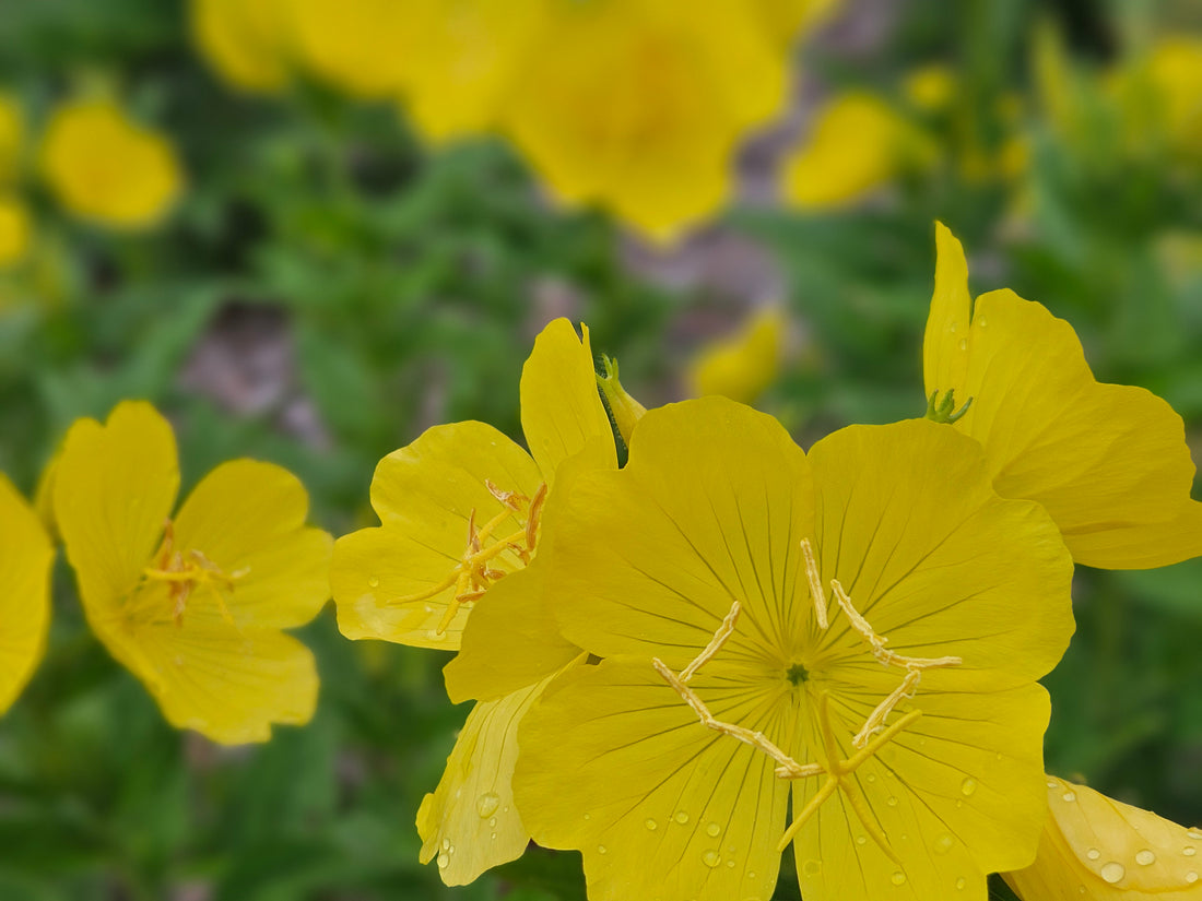 Oenothera pilosella yellow flowers