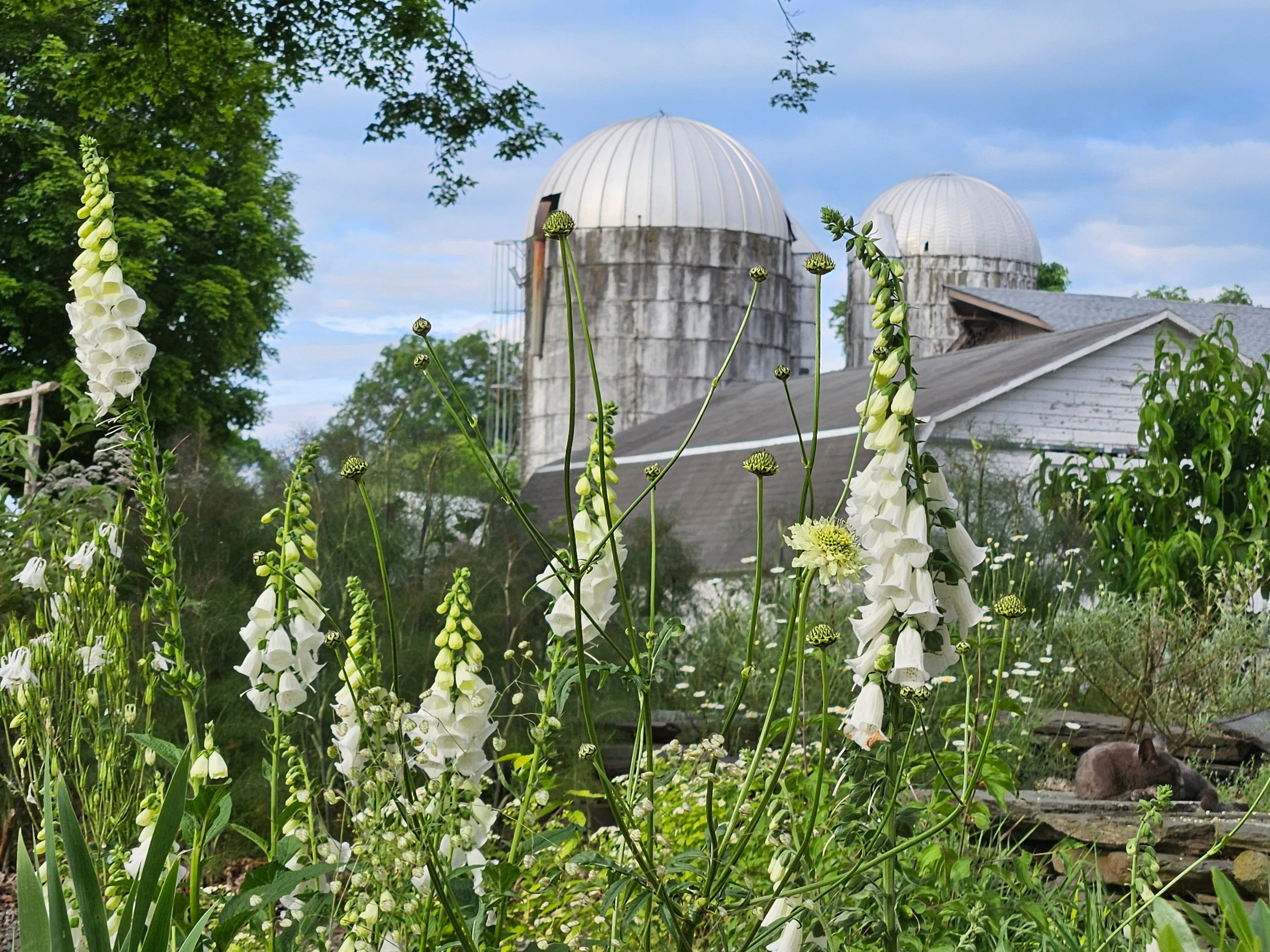 Cephalaria gigantea (giant scabious) with Digitalis purpurea alba