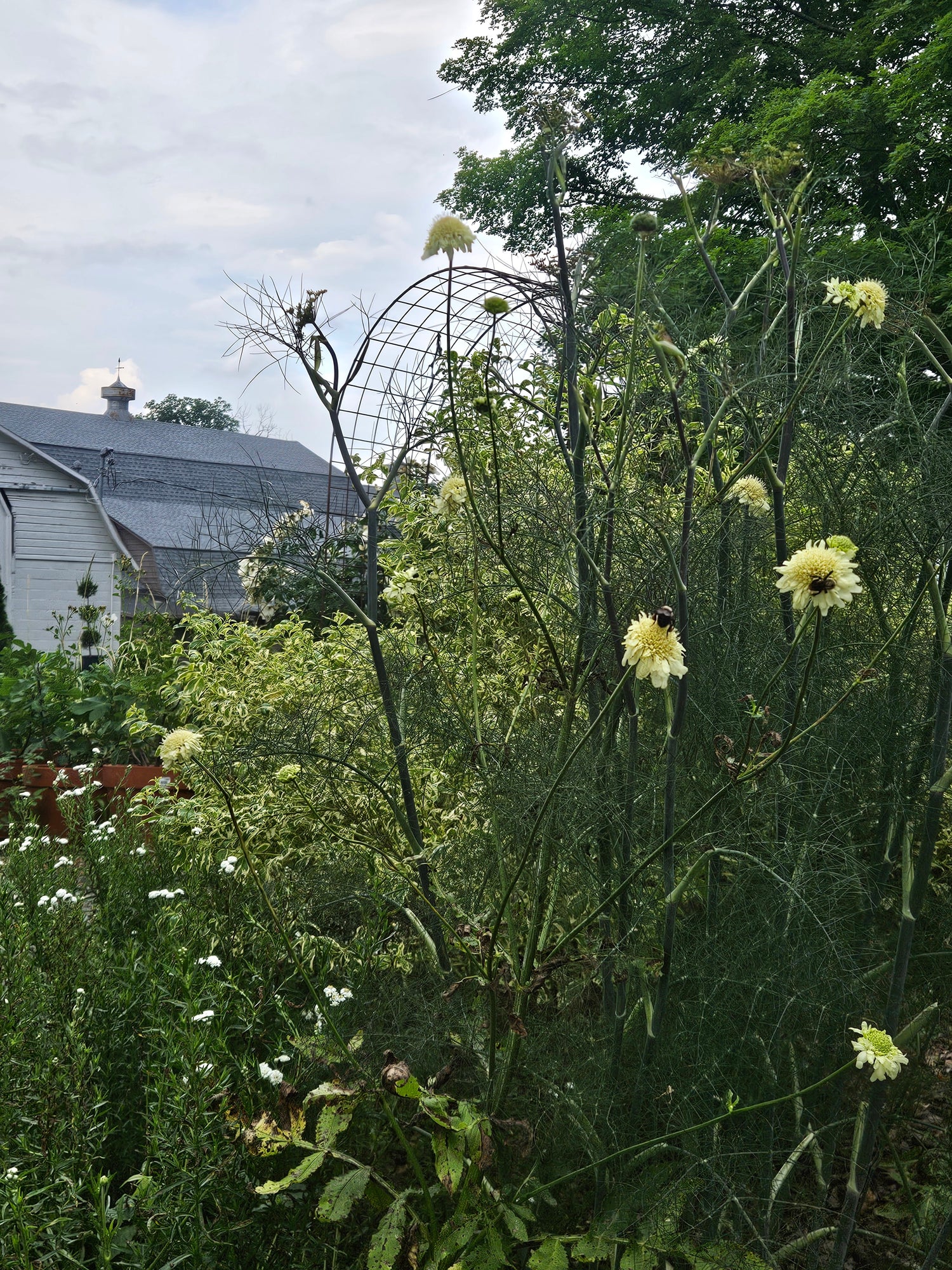 Cephalaria gigantea (giant scabious) in the garden