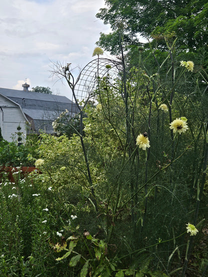 Cephalaria gigantea (giant scabious) in the garden